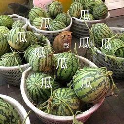 关于娱乐吃瓜的头像,揭秘明星幕后故事